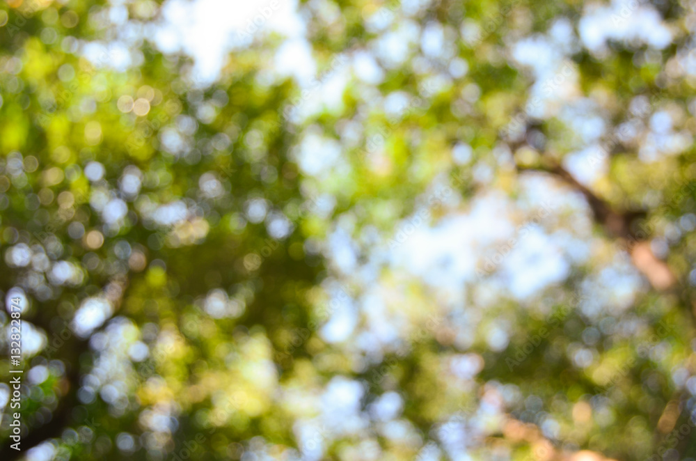 Soft green natural bokeh background
Soft green natural bokeh background