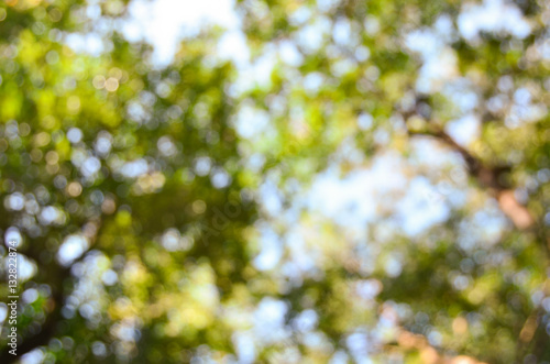 Soft green natural bokeh background

