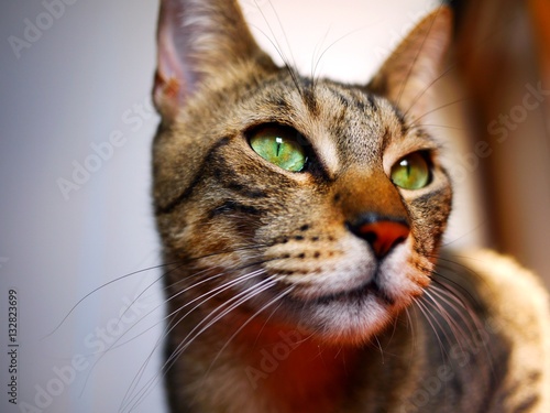 Gatto con occhi verdi © MileKat