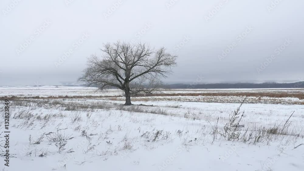 dry the grass marsh winter reed beautiful cold landscape nature dry the grass marsh winter reed beautiful cold landscape nature