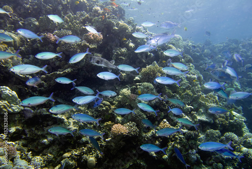 Schooling fish at the coral reef