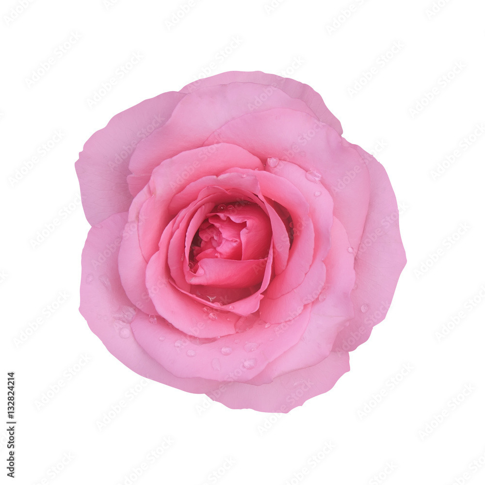 fresh beautiful pink rose petal and aroma with drop of water on