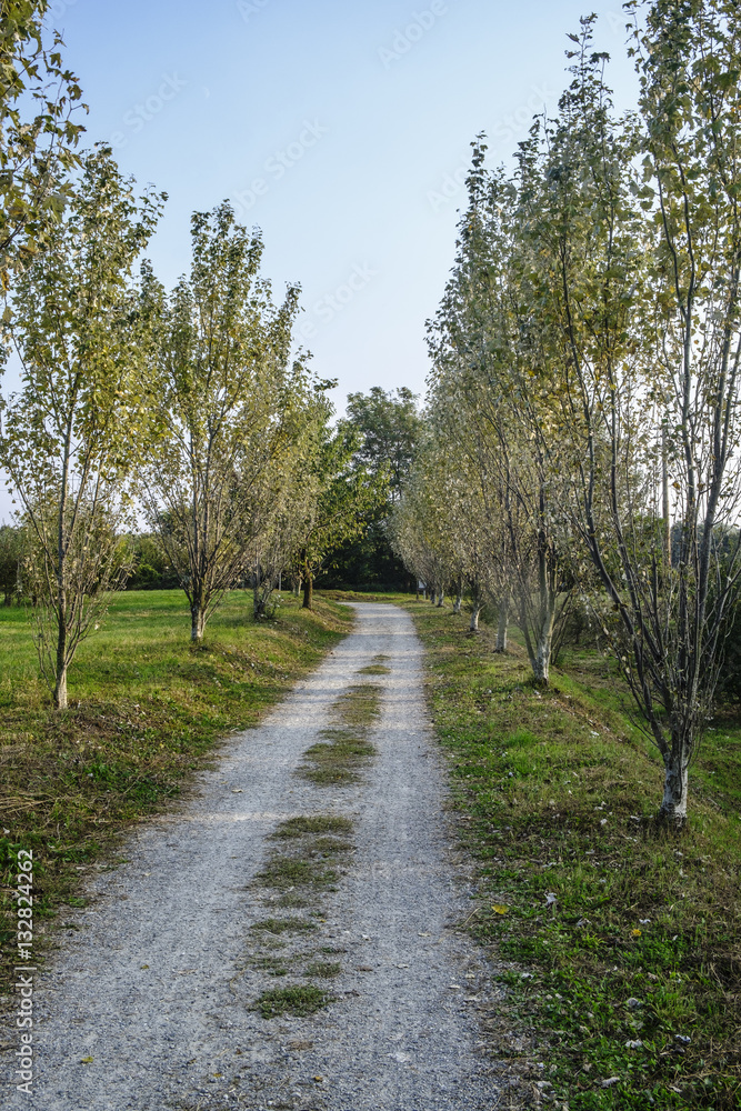 Milan (Italy): park of Grugnotorto at fall