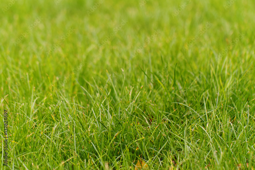 Fototapeta premium Green grass