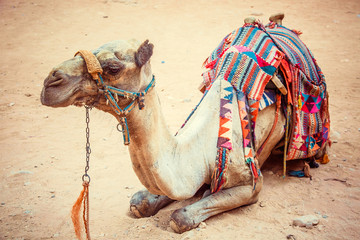 Fotobehang Kameel Kameel bij Al Khazneh Wadi Rum  © popovatetiana