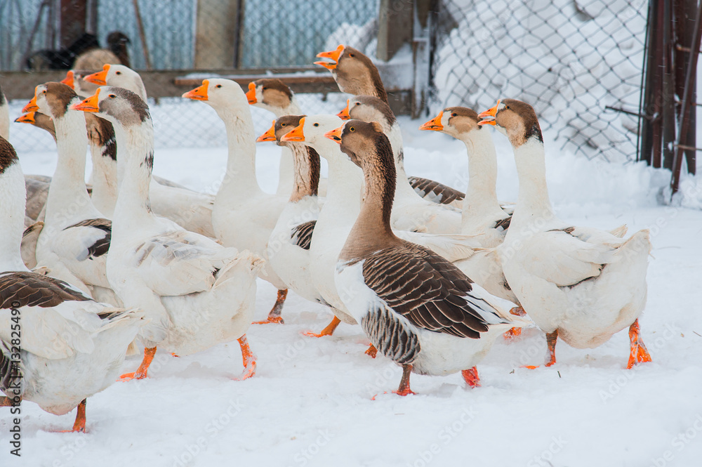 Obraz premium White geese in the snow