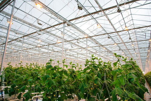 Cucumbers ripening in greenhouse