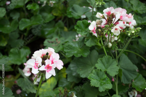 Fototapeta Naklejka Na Ścianę i Meble -  Pink geranium flower blooming in the garden
