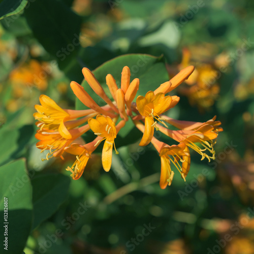 Lonicera tellmanniana / Honeysuckles