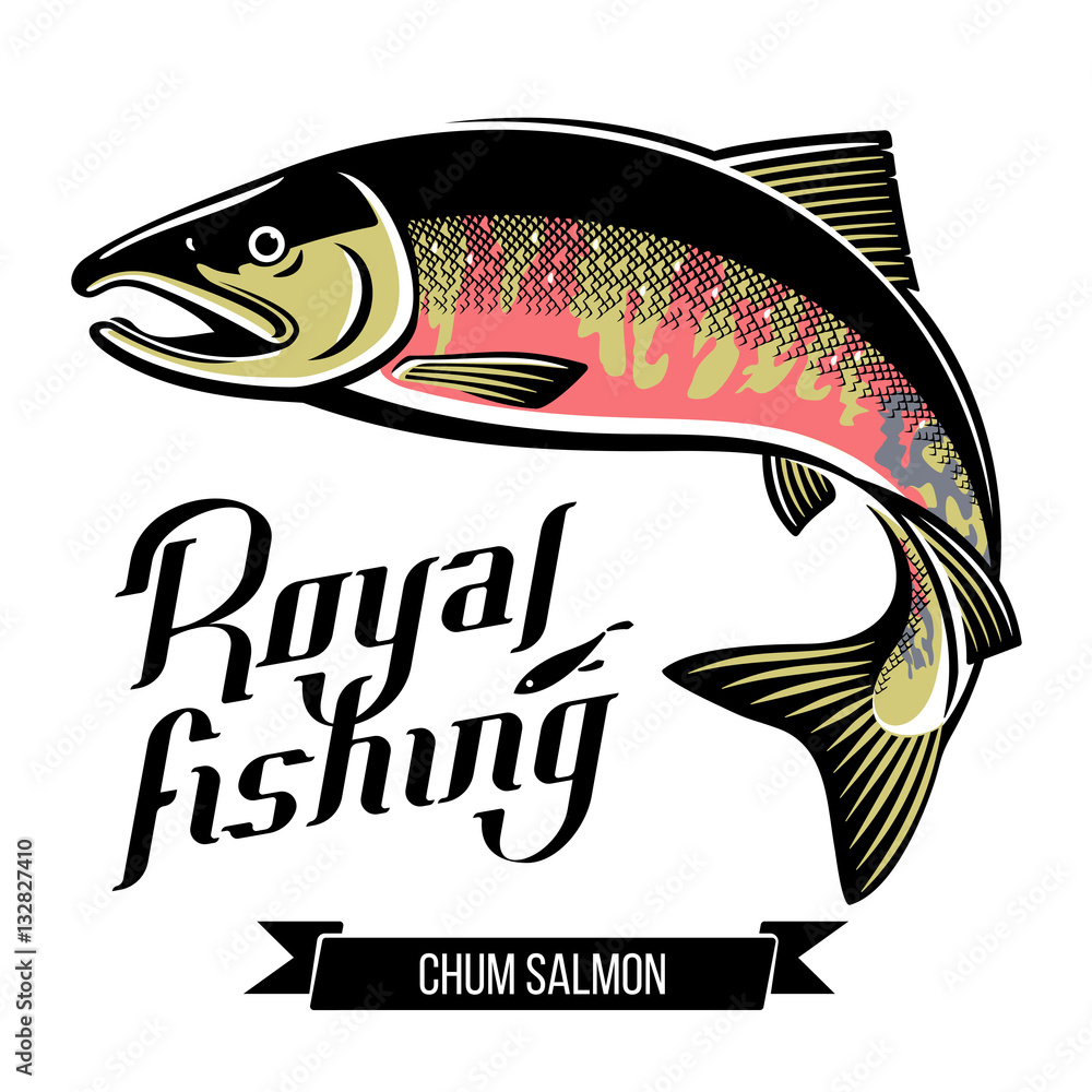 Chum Salmon fish color vector illustration Stock Vector