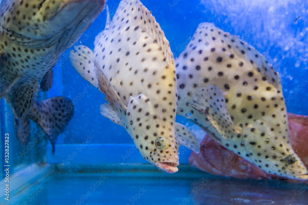 Fototapeta premium Rat grouper breed fish in restaurant aquarium tank for sale
