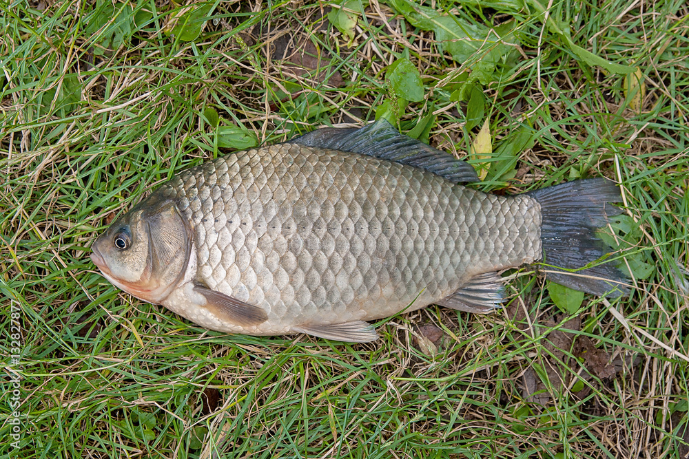 One crucian fish on green grass. Catching freshwater fish on nat