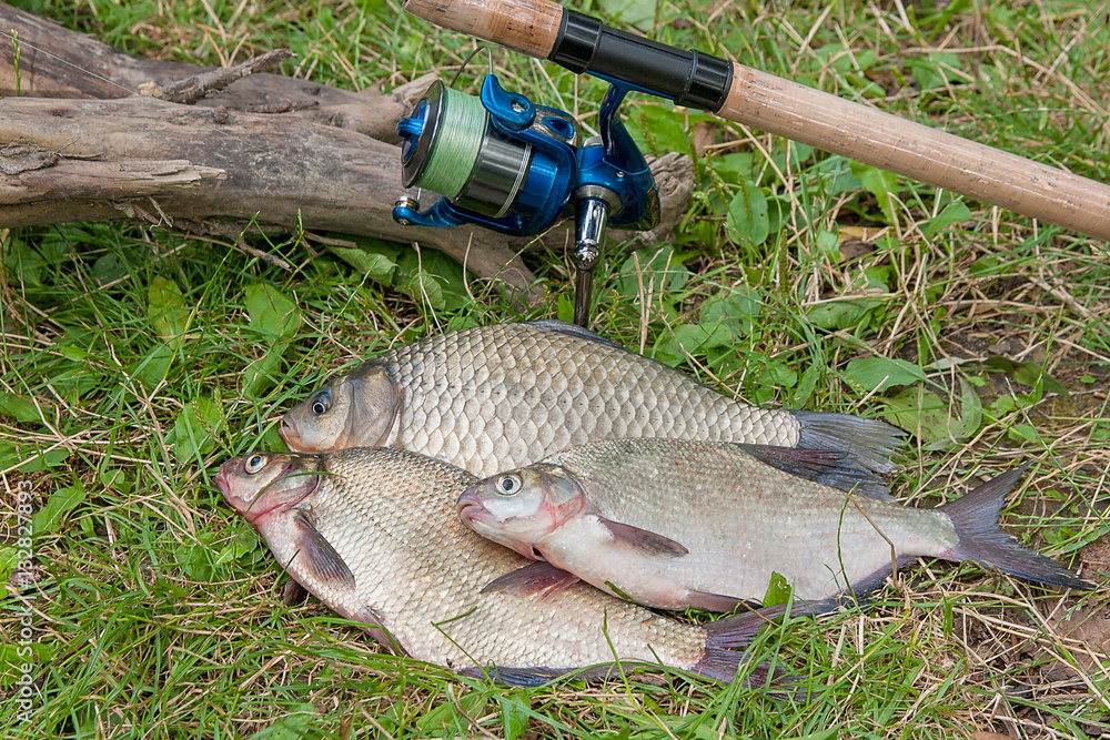 Several common bream fish, crucian fish, roach fish, bleak fish Several common bream fish, crucian fish, roach fish, bleak fish