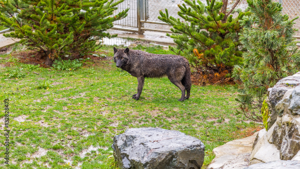 Obraz premium Alaskan black wolf walking on the trail.