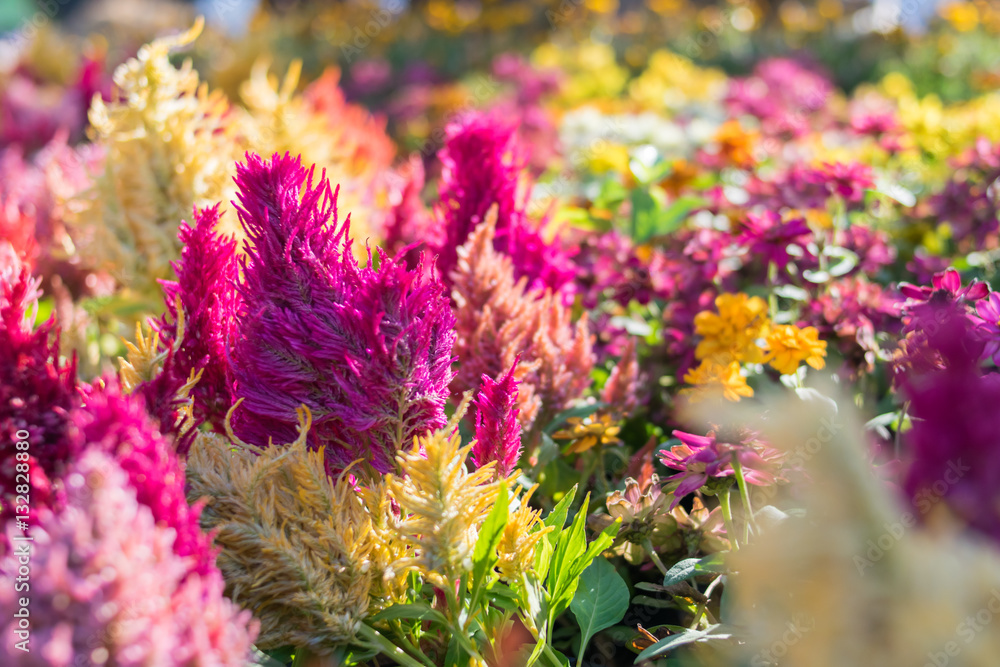 Obraz premium background of colorful flower
