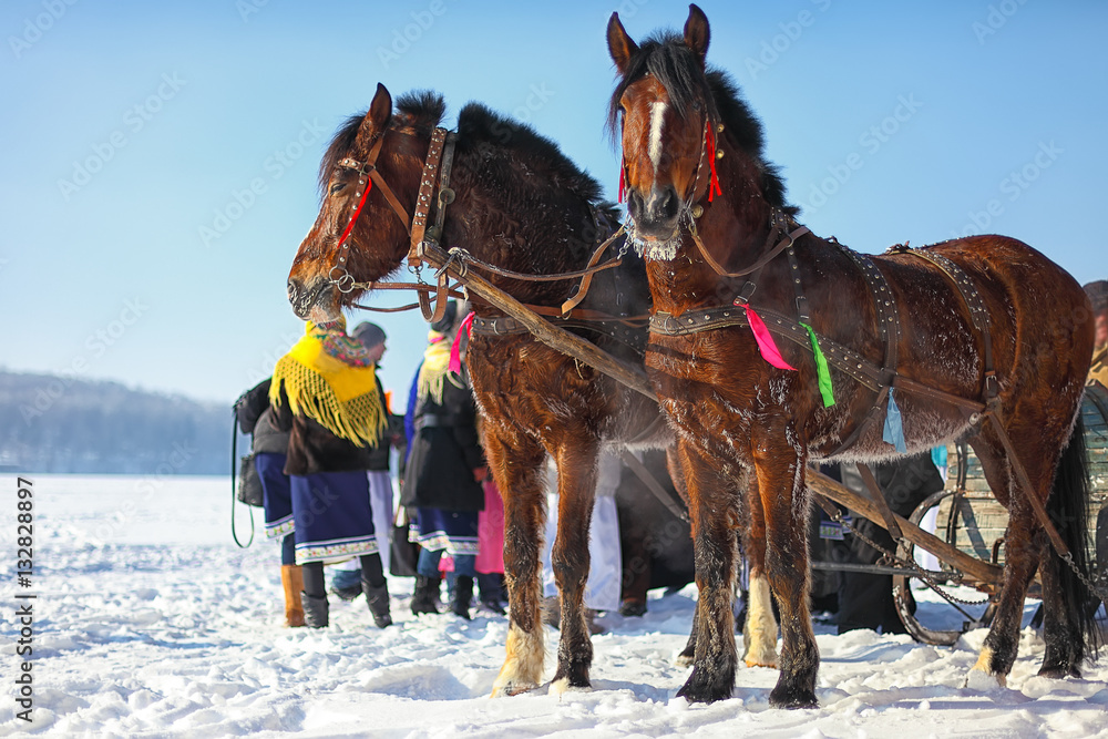 Horses with sledges at the bank of frozen river in wintertime
