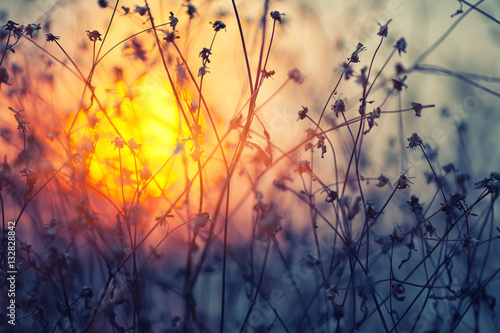 Dried flowers on a background sunset © pilat666