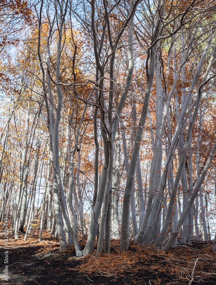 Forest of birch trees - Etna, Italy Forest of birch trees - Etna, Italy