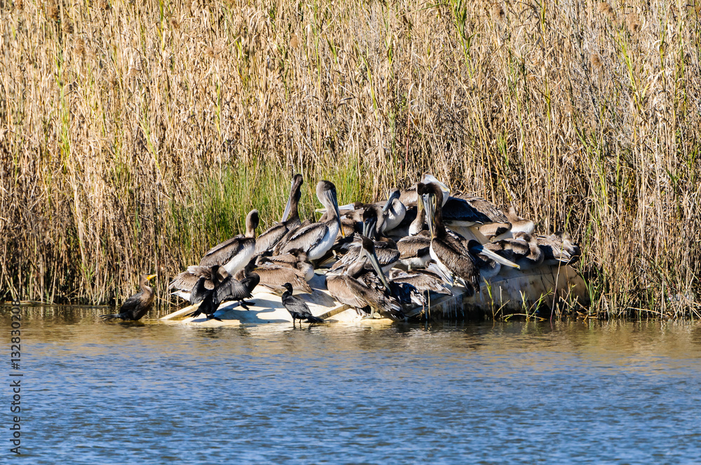 Fototapeta premium Brown Pelicans