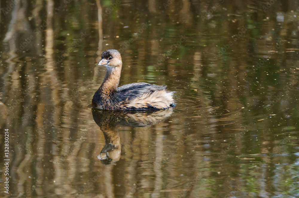 Pie-billed Grebe Pie-billed Grebe