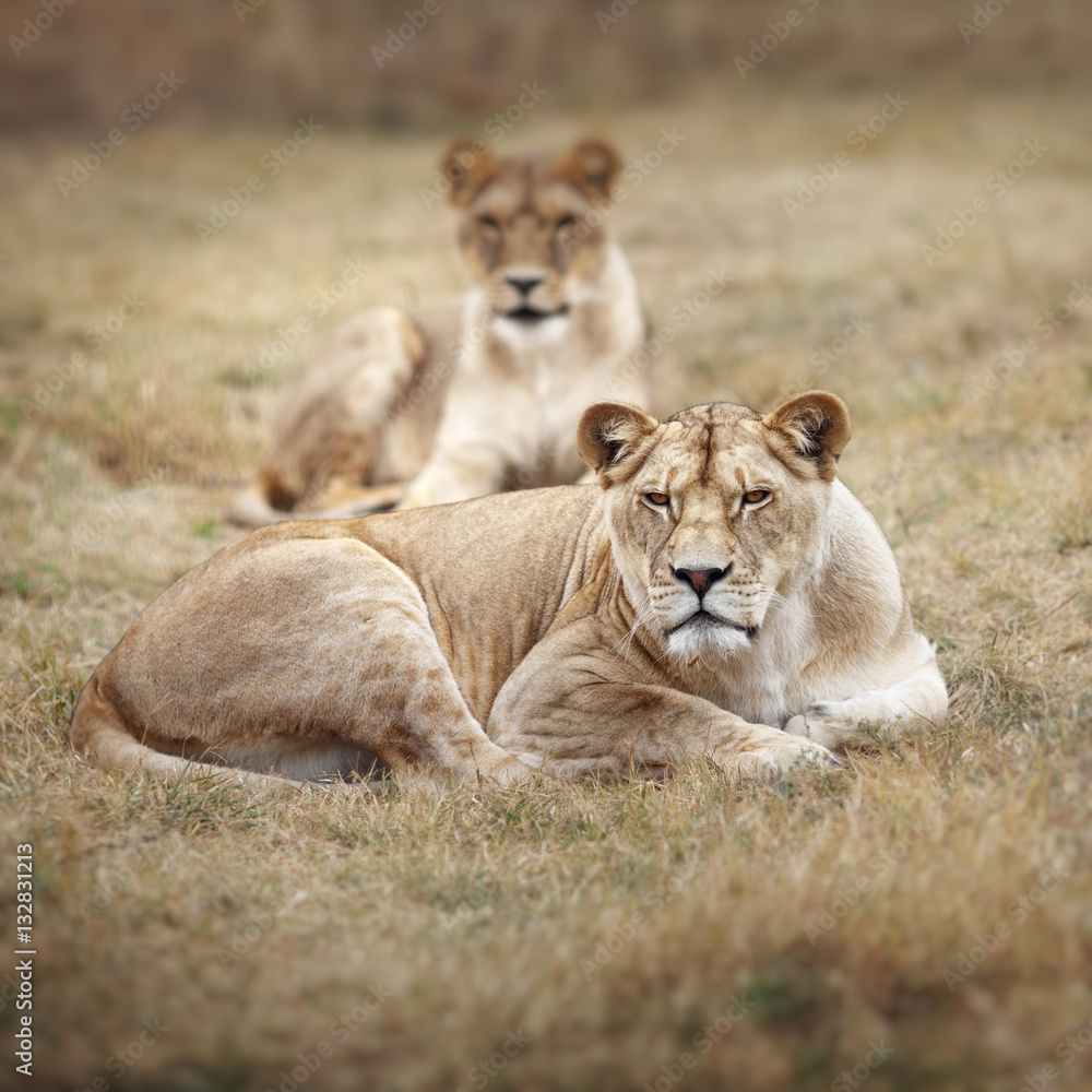African Lioness at Sunset Preparing to Stalk Prey African Lioness at Sunset Preparing to Stalk Prey