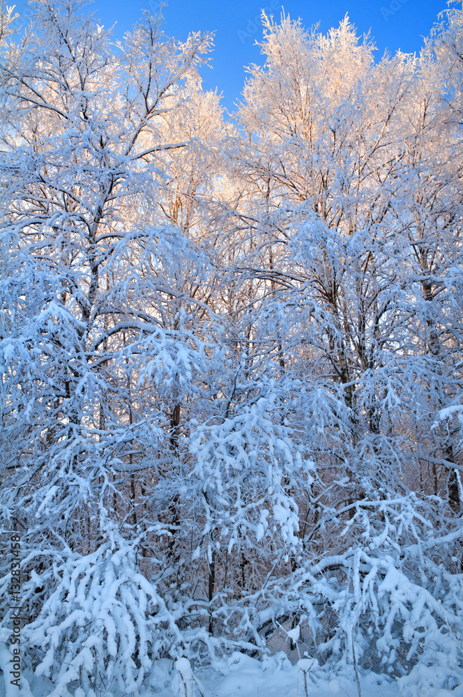 A winter forest on rising in hard frost. Birches in hoarfrost. A winter forest on rising in hard frost. Birches in hoarfrost.