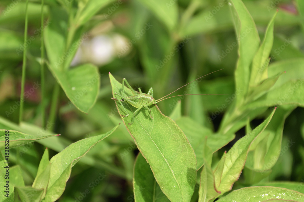 Big green grasshopper in the grass Big green grasshopper in the grass