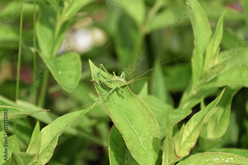 Big green grasshopper in the grass