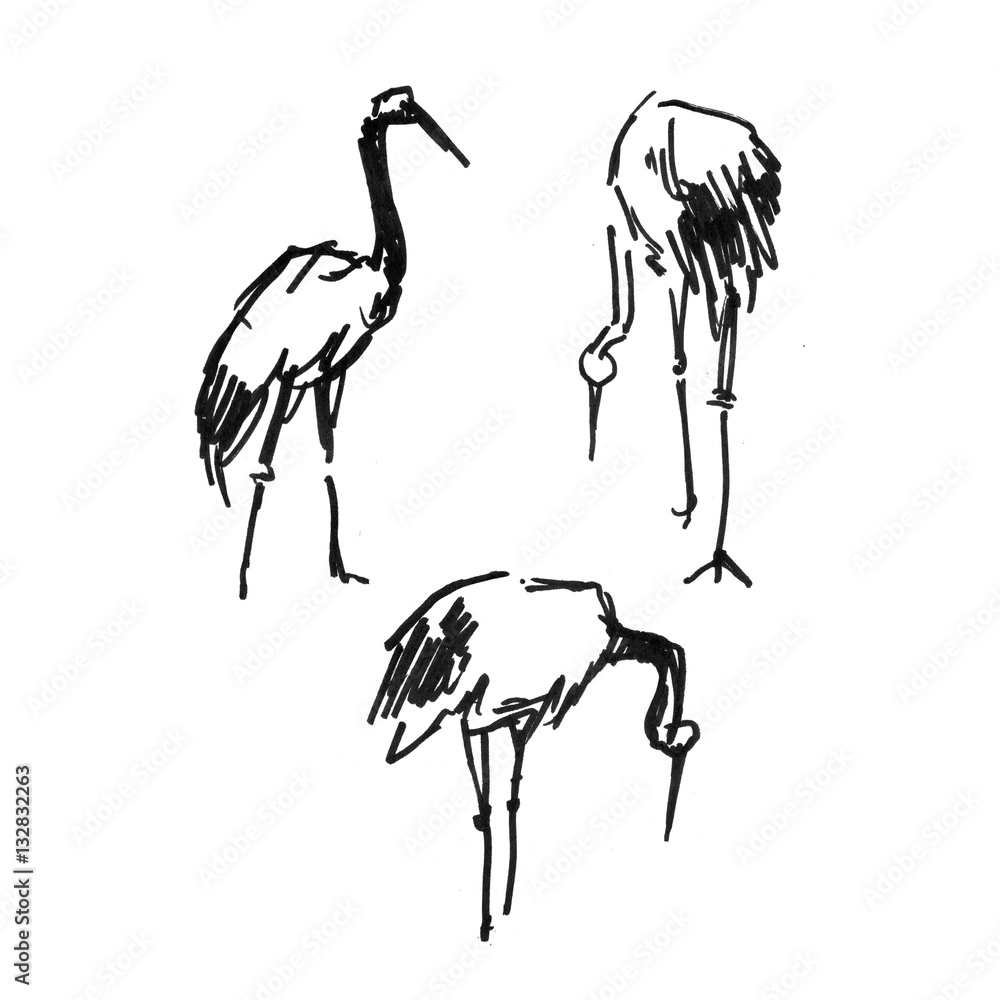Stork Heron crane pen sketch isolated on white background Stock