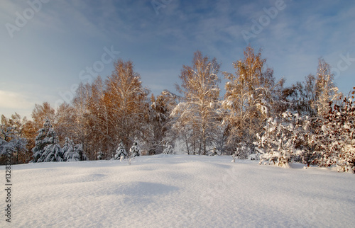 Winter bright sun air white frozen birch trees forest taiga in snow