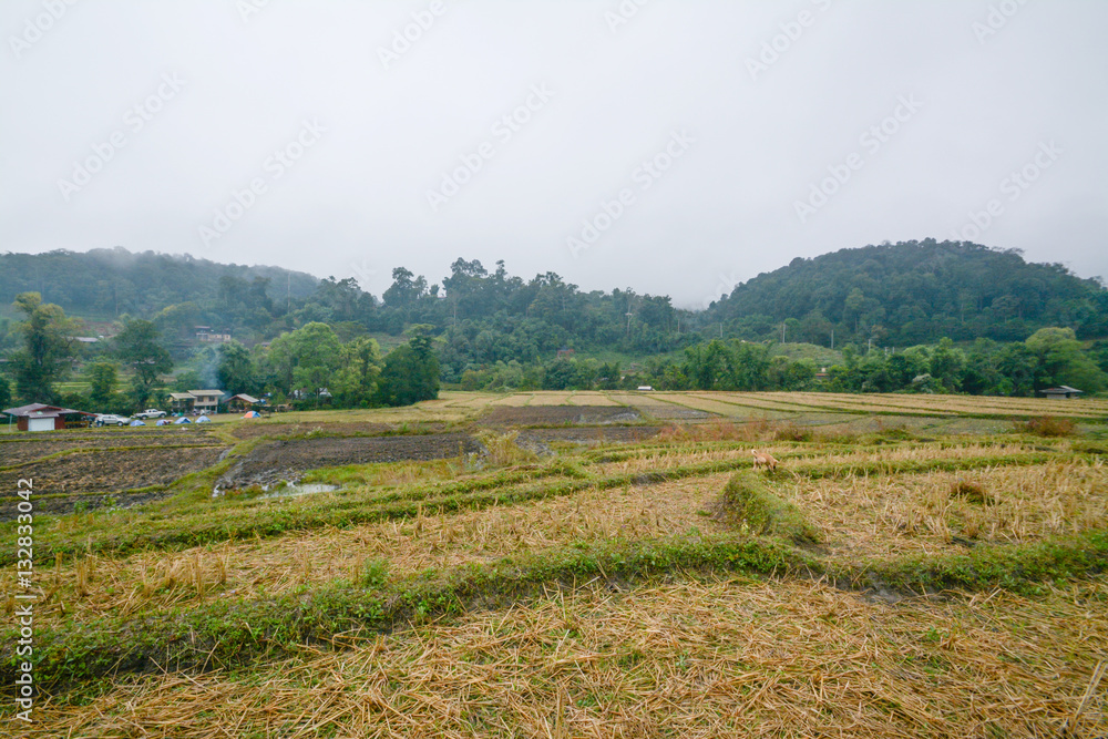 Rice terraces field in Mae Klang Luang , Mae Chaem, Chiang Mai, Thailand