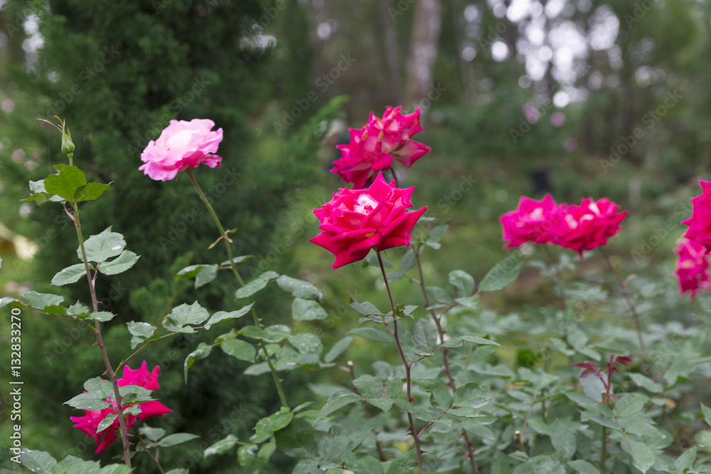 Pink and red roses in garden