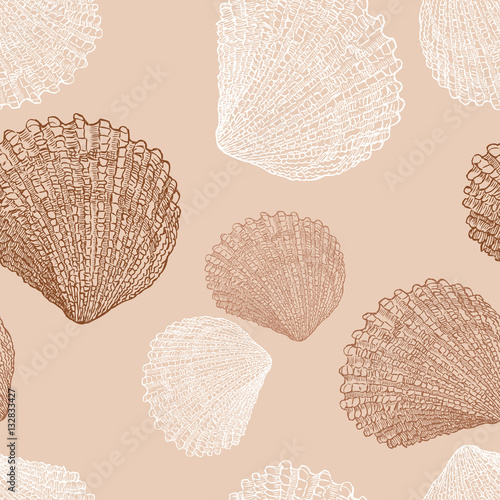 the drawn sea shells