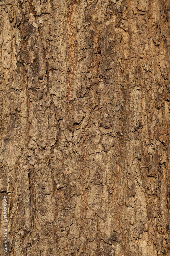 Bark looked as beautiful art. Bark looked as beautiful art.