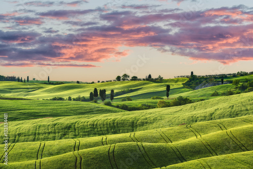 Fototapeta Naklejka Na Ścianę i Meble -  Waved green fields in sunny Tuscany.