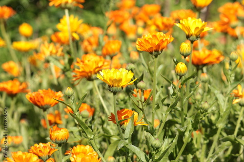 Ringelblume Blüten Feld Garten draußen © eflstudioart
