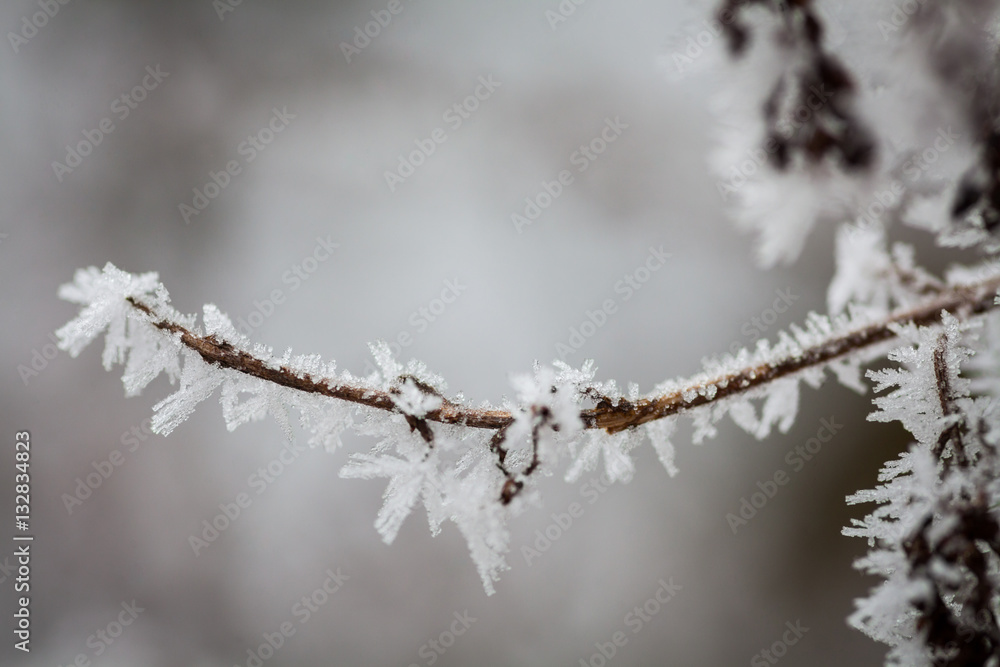 Frozen tree branch detail