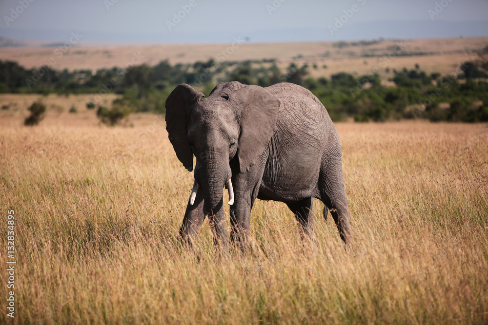 Looking elephant