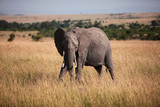 Looking elephant