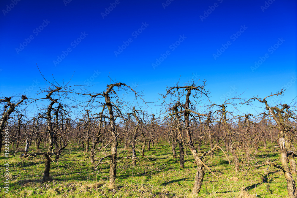 Withered tree in the orchard