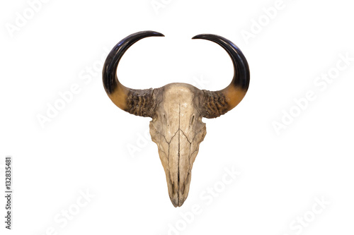 bull skull isolated on white background © todja