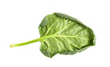 fresh organic spinach on white background