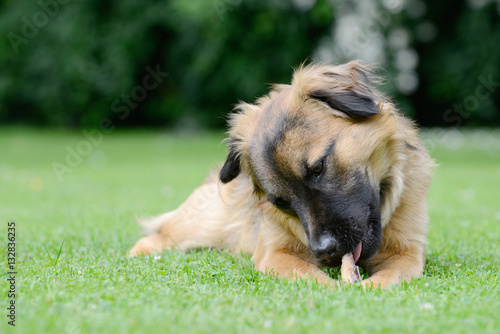 Dog eat bone on meadow
