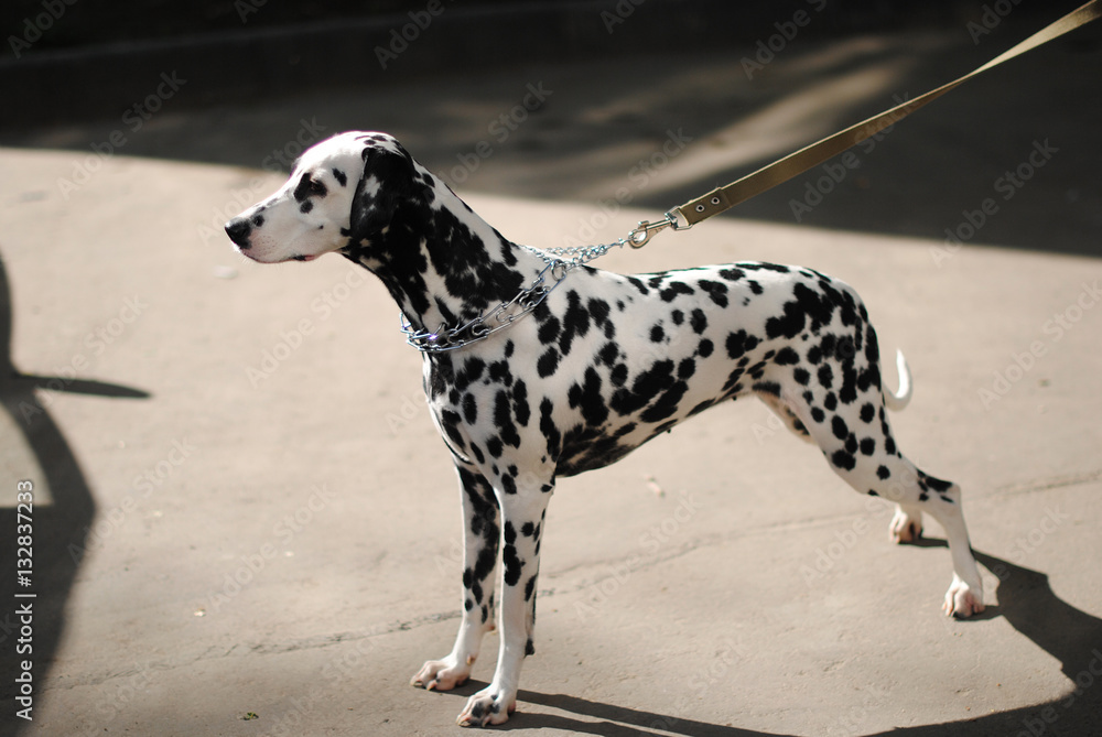Dalmatian dog outdoors in a metal collar and a leash. Full portrait in a sunny day