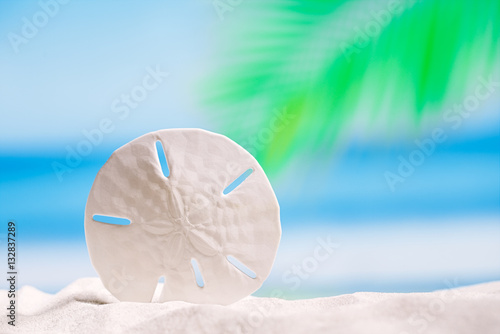 round starfish  on white sand beach with ocean , sky and seascap photo