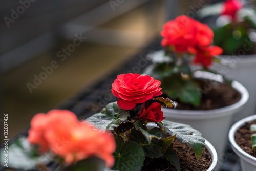 Red rose in the garden with soft light. photo