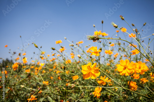 orange cosmos flowers