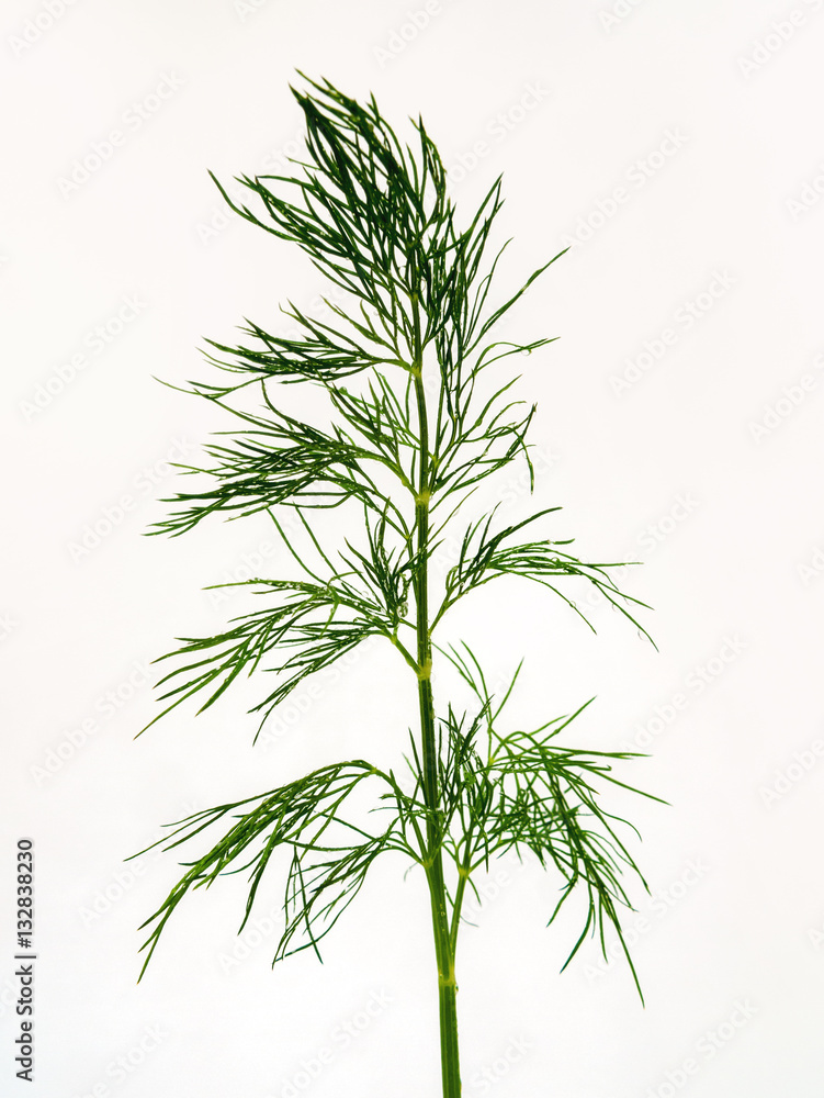 Dill Dill