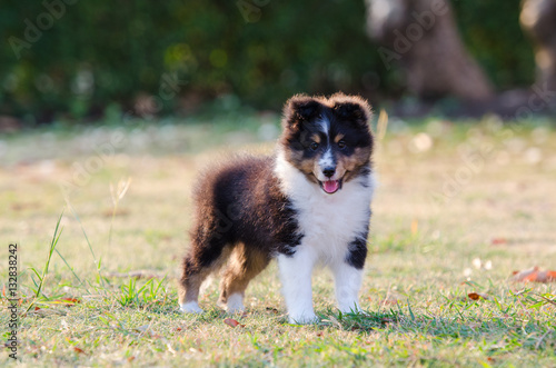 Puppy Shetland Sheepdog.