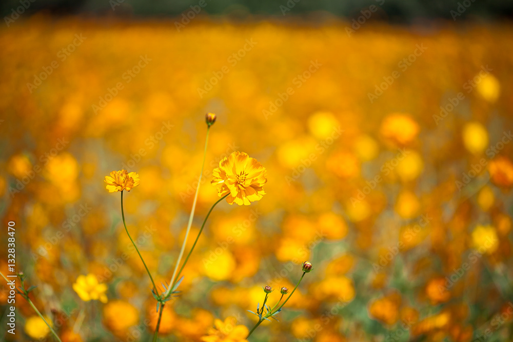 Obraz premium pomarańczowe kwiaty kosmosu